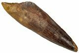 Fossil Spinosaurus Tooth - Real Dinosaur Tooth #360127-1